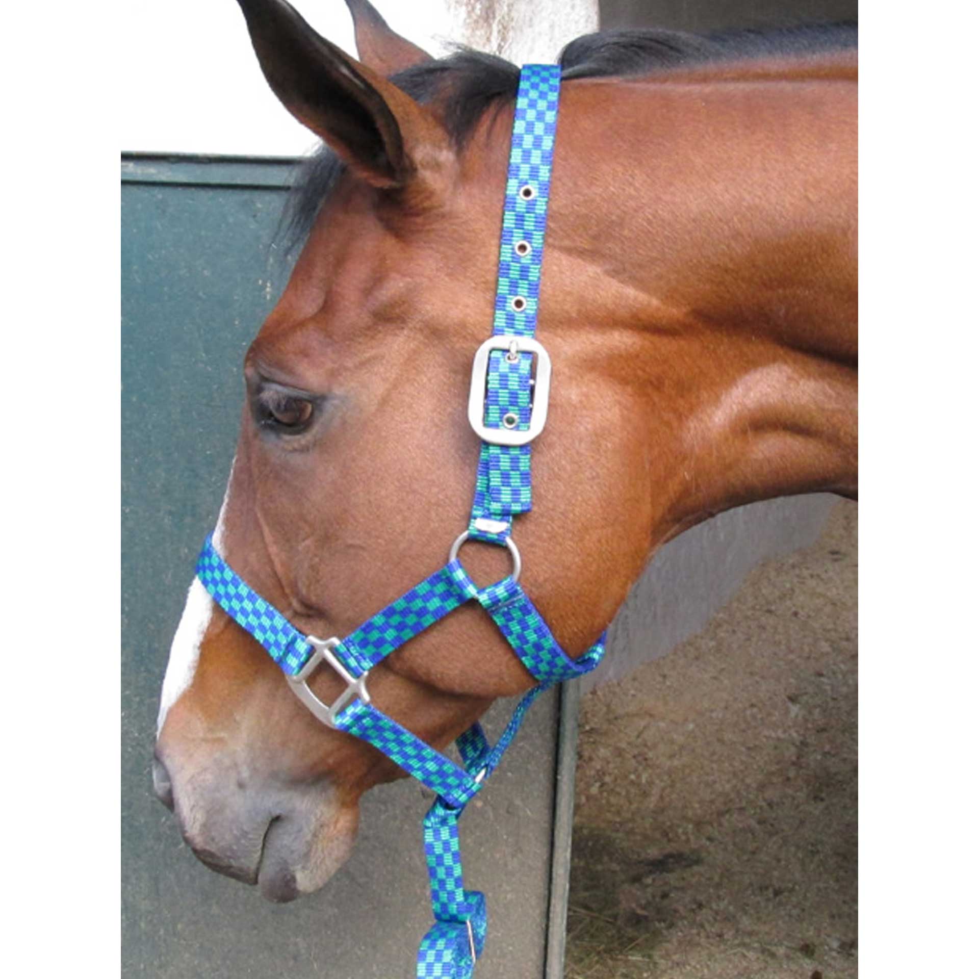 Halter Everstretch + Lead